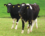 Tierproduktion Kühe Rinder Fraureuth Sachsen
