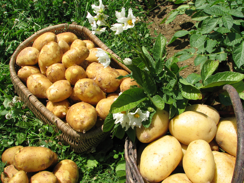 Kartoffeln Gospersgrüner Erdäpfelwochen