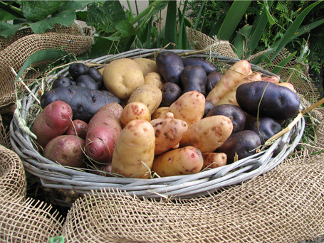 Gospersgrüner Kartoffeln