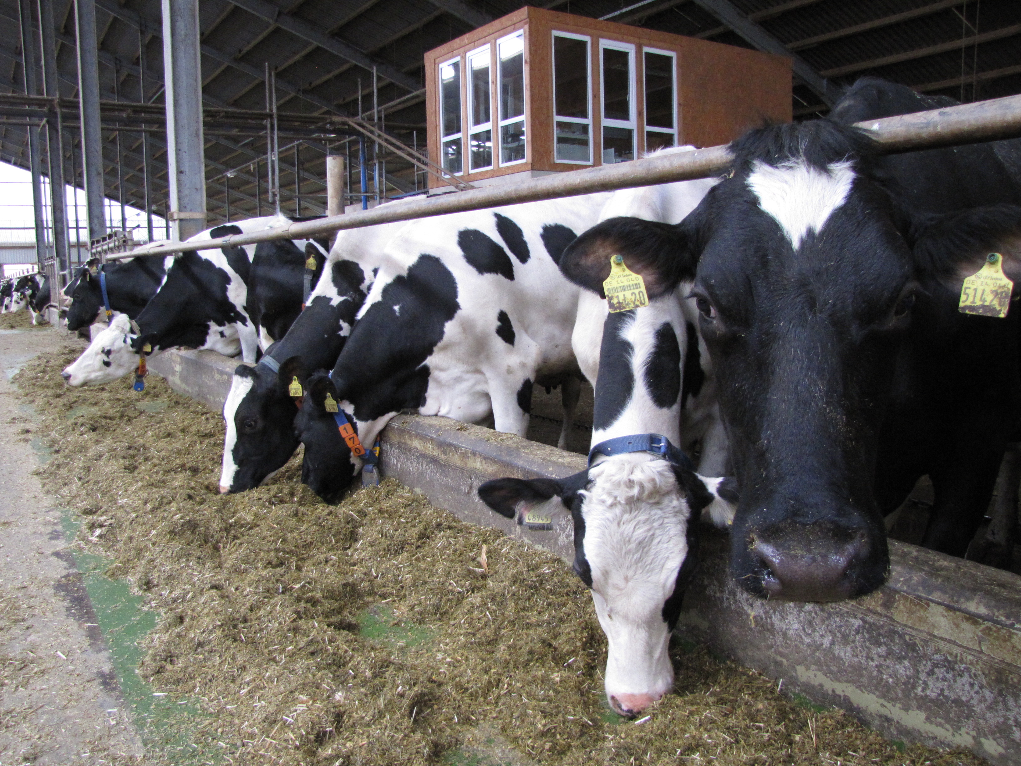Kühe im Stall Fraureuth
